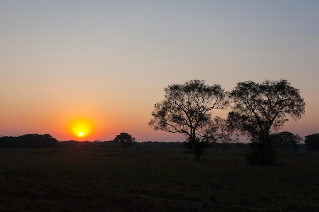 Pantanal Brazil의 일출