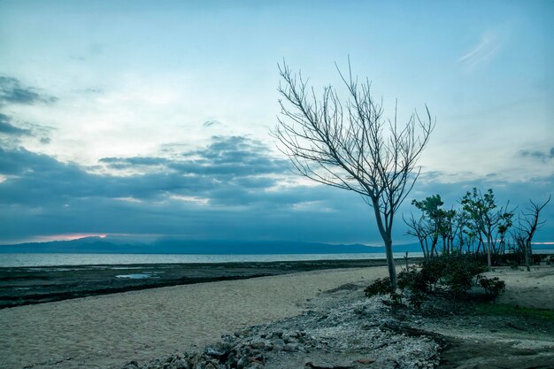 The sunrise on the gili islands looks like trees with fallen branches and leaves