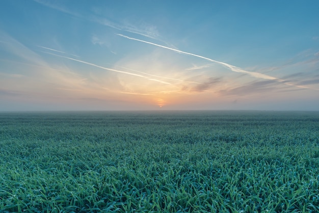 Sunrise over the grain field