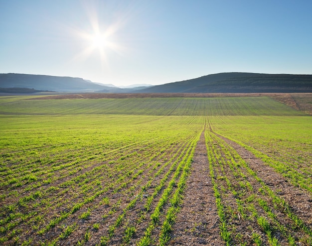 Sunrise in green meadow of young wheat