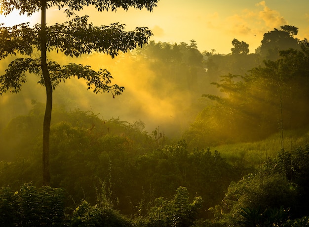 Sunrise over jungle