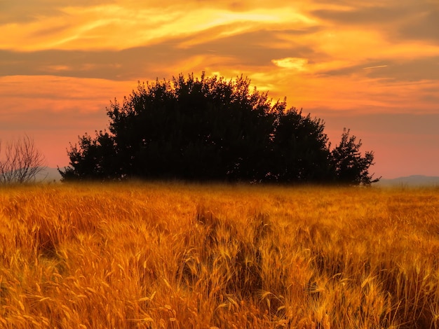 Foto priorità bassa di paesaggio di alba