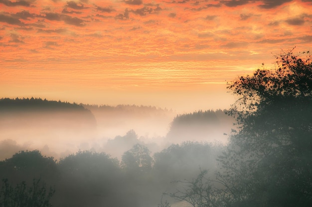 Sunrise over a misty forest Dawn in fairy forest with dramatic glowing sky