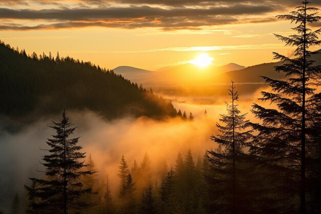 Sunrise over a misty forest