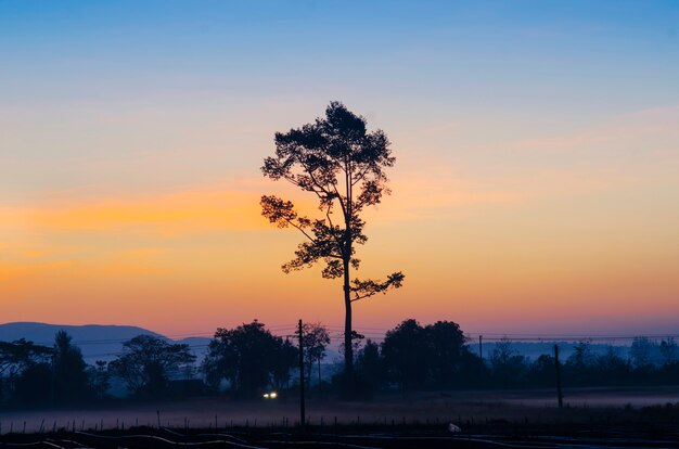 Sunrise in the morning and a view of trees.