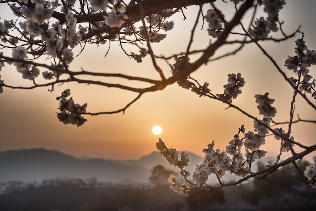 Photo the sunrise of plum farms