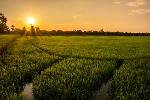 Sunrise in the rice field