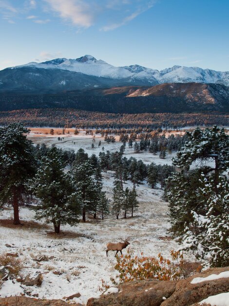 Foto alba sul parco nazionale delle montagne rocciose, colorado.