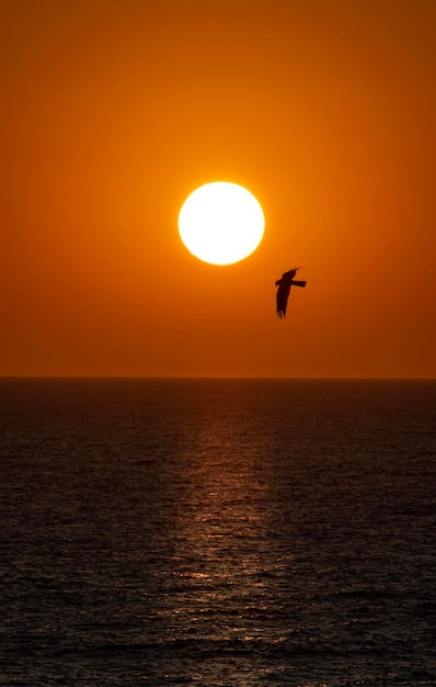 sunrise at sea with birds flying