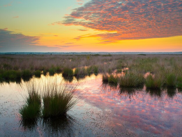Photo sunrise in spring over marshland nature reserve in the netherlands