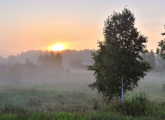 Sunrise over the trees in the fog