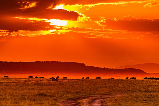 Sunrise wildebeest migration wildlife animals mammals savanna grassland maasai mara national game re