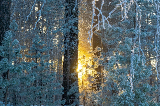 Sunrise in the winter forest.