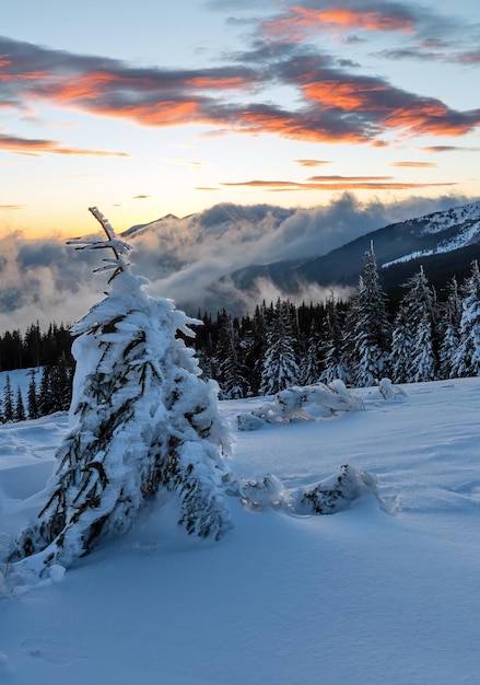 Alba inverno paesaggio di montagna dei carpazi