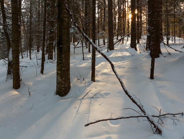 Alba inverno montagna vecchia foresta di abeti