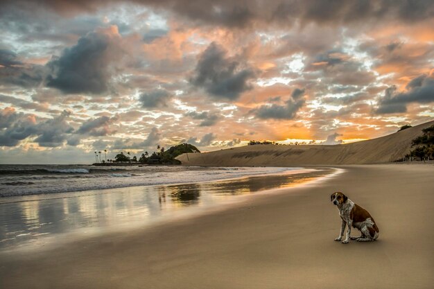 Photo sunrise with dog in genipabu beach