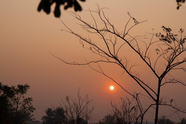 Sunrise with tree branch