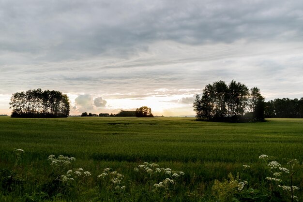 Sunset over agricultural green field Clouds on horizon