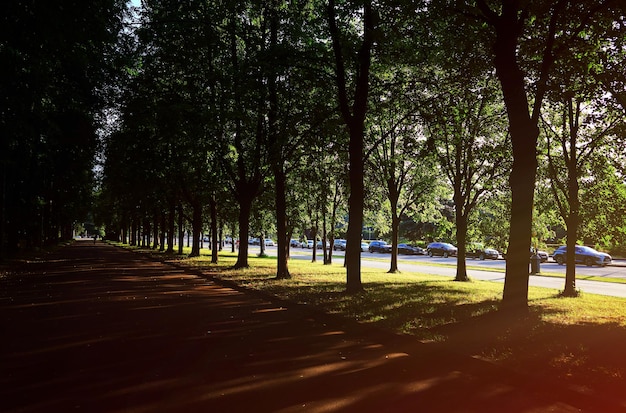 Sunset alley in summer park nature landscape