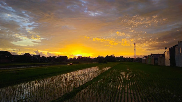 The sunset around the rice fields