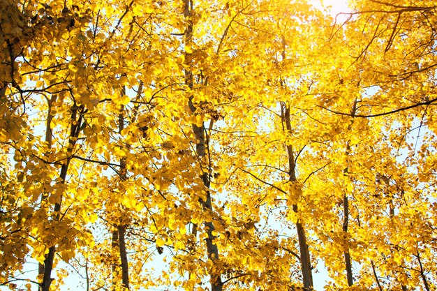 Sunset and aspen trees. 