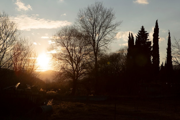 sunset in autumn with trees and sun