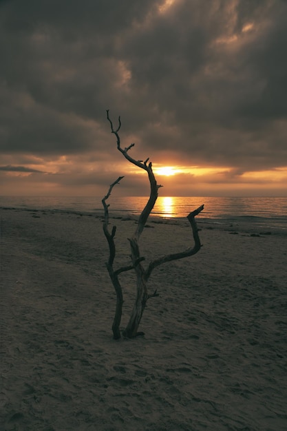 Sunset on the beach of the Baltic Sea Love tree shrub in the sand on the west beach