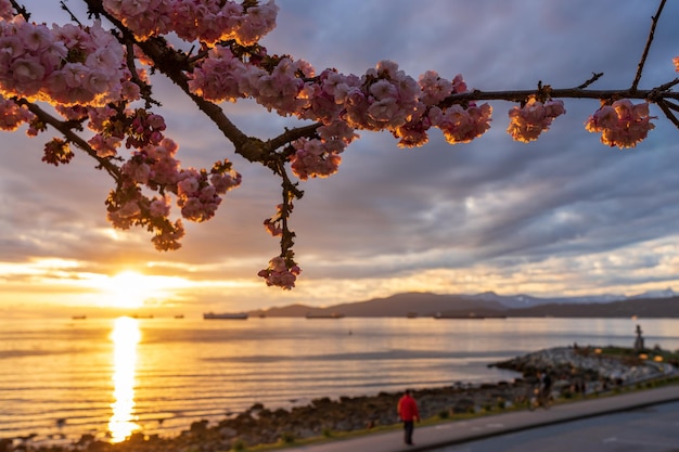 Sunset Beach Park beautiful landscape in spring sunset time Cherry blossoms full bloom Vancouver