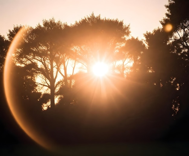 写真 レンズのフレア効果を持つ木のシルエットの後ろの日没