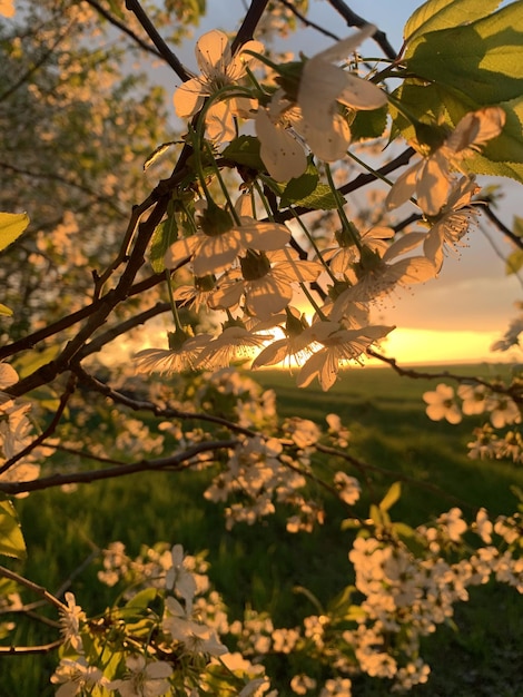 満開の桜の木に沈む夕日