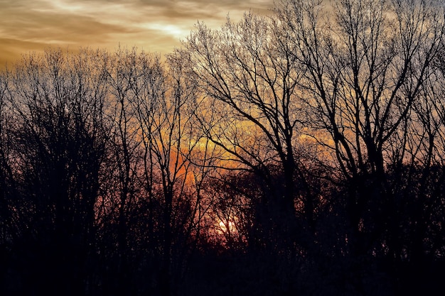 The sunset in the branches of trees