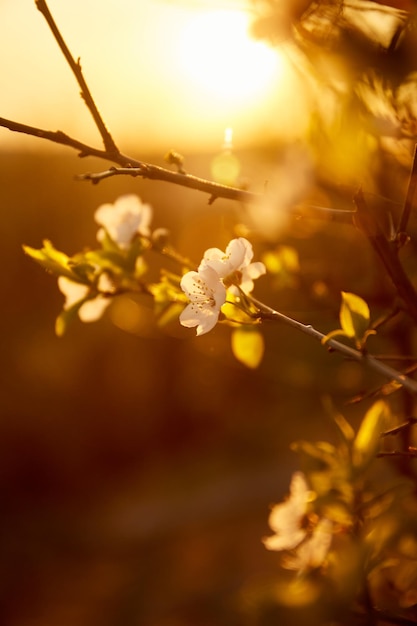 Sunset Cherry Blossom