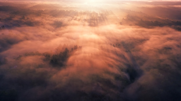 Sunset over cloudy forest