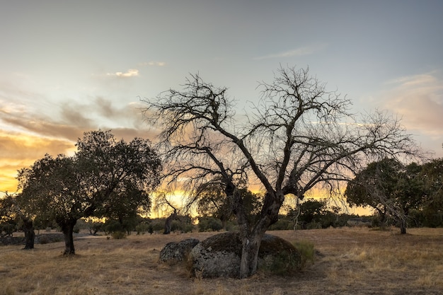 Sunset in the Dehesa de la Luz Extremadura Spain