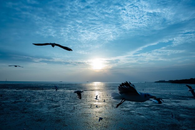 Sunset in the evening with seagulls flying back to their nest for resting