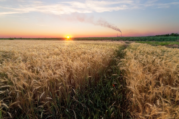 Sunset on the field agriculture rural landscape fields of ukraine