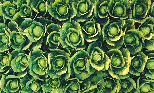 Sunset over a field of cabbage aerial view