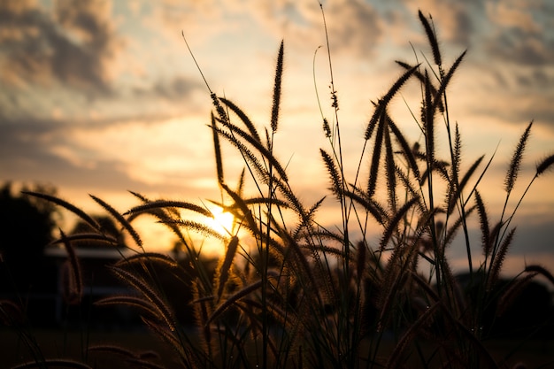 Foto paesaggio del campo al tramonto