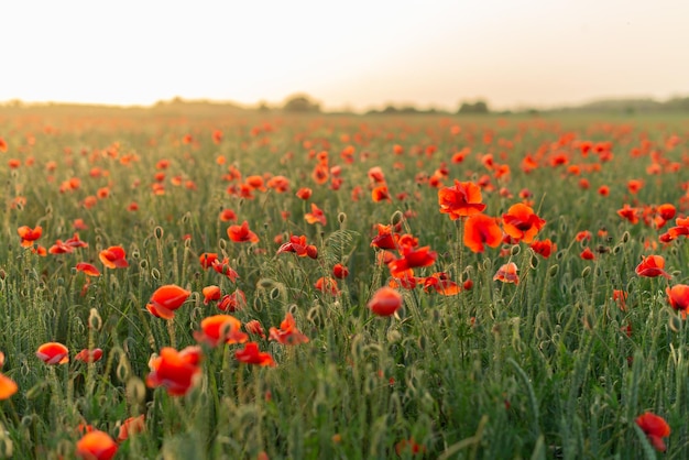 Photo sunset over a field with blooming poppies