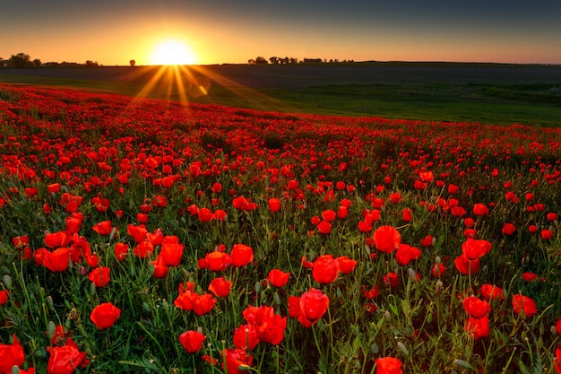 Sunset over field with Red poppies