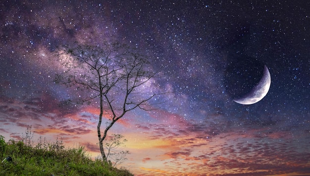 sunset in the field with tree