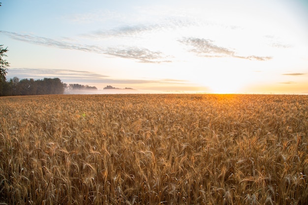 Sunset on the field with young rye or wheat in the summer