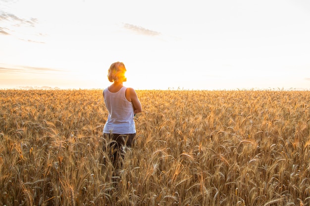 Sunset on the field with young rye or wheat in the summer