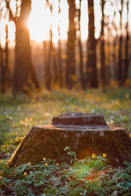 Sunset in the forest Bright flowers and lots of grass grow near the small stump