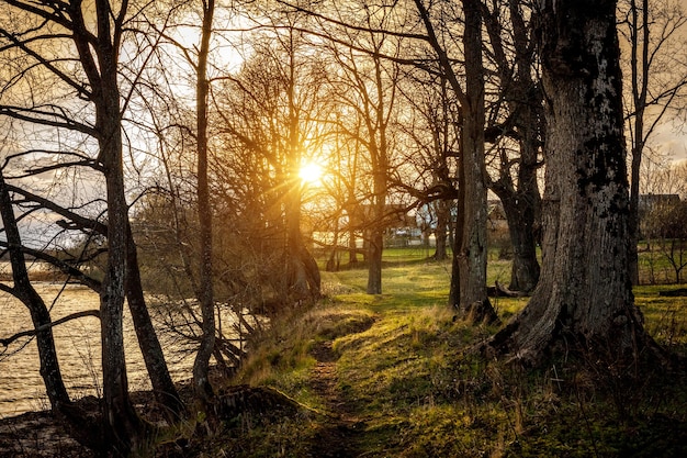 Tramonto alla foresta in riva al lago