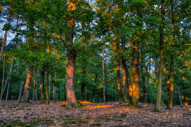 Photo sunset in forest