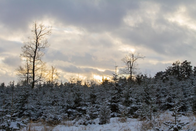 Sunset in forest