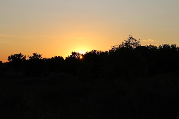 A sunset over a forest