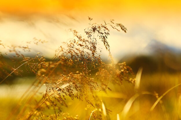 Sunset grass blade on field backdrop hd