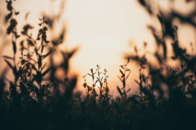 Sunset over the grass flower, nature scene